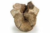Triassic Fossil Synapsid (Dimetrodon) Vertebra - Texas #315764-2